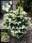 Ель колючая Bialobok (Picea pungens Białobok)