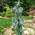 Ель колючая Picea pungens 'Glauca Pendula'