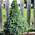 Ель канадская Picea glauca 'Blue Wonder'
