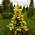 Ель колючая Picea pungens 'Maigold'
