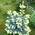 Ель колючая Picea pungens 'Niemitz'