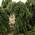 Ель обыкновенная Picea abies 'Frohburg'