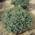 Ель канадская Picea glauca 'Echiniformis'