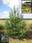 Сосна обыкновенная (Pinus sylvestris)