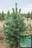 Сосна веймутова Fastigiata (Pinus strobus Fastigiata)