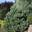 Сосна обыкновенная Sandringham (Pinus sylv. Sandringham)