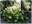 Гортензия древовидная ‘Annabelle’ Hydrangea arborescens ‘Annabelle’