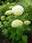 Гортензия древовидная ‘Bounty’ Hydrangea arborescens ‘Bounty’