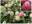 Гортензия метельчатая ‘Diamant Rouge’ Hydrangea paniculata ‘Diamant Rouge’