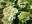 Гортензия метельчатая ‘Bombshell’ Hydrangea paniculata ‘Bombshell’