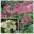 Гортензия метельчатая ‘Early Sensation’ Hydrangea paniculata ‘Early Sensation’