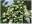 Гортензия метельчатая ‘Grandiflora’ Hydrangea paniculata ‘Grandiflora’