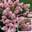 Гортензия метельчатая 'Touch of Pink®’ Hydrangea paniculata 'Touch of Pink®’