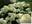 Гортензия метельчатая ‘Silver Dollar’ Hydrangea paniculata ‘Silver Dollar’
