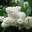 Сирень обыкновенная ‘Jan van Tol’ (Syringa vulgaris ‘Jan van Tol’)