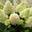 Гортензия метельчатая ‘Little Fraise’ Hydrangea paniculata ‘Little Fraise’