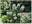 Гортензия метельчатая ‘Levana’ Hydrangea paniculate ‘Levana’