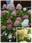 Гортензия метельчатая ‘Limelight’ Hydrangea paniculata ‘Limelight’