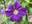 Клематис ‘Viola’ (Clematis ‘Viola’)