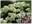 Гортензия метельчатая ‘Little Lime’ Hydrangea paniculata ‘Little Lime’