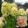 Гортензия метельчатая ‘Magical Candle’ Hydrangea paniculata ‘Magical Candle’