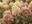 Гортензия метельчатая ‘Strawberry Blossom’® Hydrangea paniculata ‘Strawberry Blossom’®