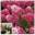 Гортензия метельчатая ‘Mega Mindy’ Hydrangea paniculata ‘Mega Mindy’