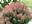 Гортензия метельчатая ‘Little Quick Fire’ (‘Svhplqf’) Hydrangea paniculata ‘Little Quick Fire’ (‘Svhplqf’)