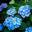 Гортензия крупнолистная ‘Nikko Blue’ Hydrangea macrophylla ‘Nikko Blue’