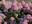 Гортензия древовидная ‘Magical ® pinkerbell’ (‘Kolpinbel’) Hydrangea arborescens ‘Magical ® pinkerbell’ (‘Kolpinbel’)