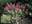 Гортензия метельчатая ‘Pink Queen’ Hydrangea paniculata ‘Pink Queen’