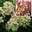 Гортензия метельчатая ‘Pastelgreen’ (‘Rencolor’PBR) Hydrangea paniculata ‘Pastelgreen’ (‘Rencolor’PBR)