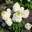 Гортензия метельчатая ‘Magical Mont Blanc’ (‘Kolmamon’) Hydrangea paniculata ‘Magical Mont Blanc’ (‘Kolmamon’)