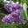 Сирень обыкновенная ‘Надежда’ (Syringa vulgaris ‘Nadezhda’)