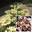 Гортензия метельчатая ‘Polestar’ Hydrangea paniculata ‘Polestar’