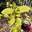 Калина гордовина ‘Aureum’ (Viburnum lantana ‘Aureum’)