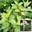 Гортензия метельчатая ‘Shikoku Flash’ Hydrangea paniculata ‘Shikoku Flash’