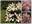 Гортензия метельчатая ‘Vanille Frise’ Hydrangea paniculata ‘Vanille Frise’