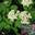 Калина гордовина (Viburnum lantana)