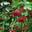 Калина обыкновенная (Viburnum opulus)