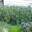 Кизильник блестящий (Cotoneaster lucidus)