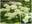 Гортензия древовидная ‘Sterilis’ Hydrangea arborescens var. sterilis