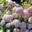 Гортензия древовидная ‘Candybelle Lollypop’ Hydrangea arborescens ‘Candybelle Lollypop’