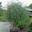 Ива пурпурная ‘Pendula’ (Salix purpurea ‘Pendula’)