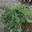 Кизильник прижатый ‘Little Gem’ (Cotoneaster adpressus ‘Little Gem’)