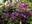 Клематис ‘Etoile Violette’ (Clematis ‘Etoile Violette’)