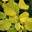 Лещина обыкновенная ‘Aurea’ (Corylus avellana ‘Aurea’)