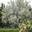 Лох узколистный (Eleagnus angustifolia)