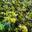 Магония падуболистная (Mahonia aquifolium)
