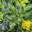 Магония падуболистная ‘Apollo’ (Mahonia aquifolium ‘Apollo’)